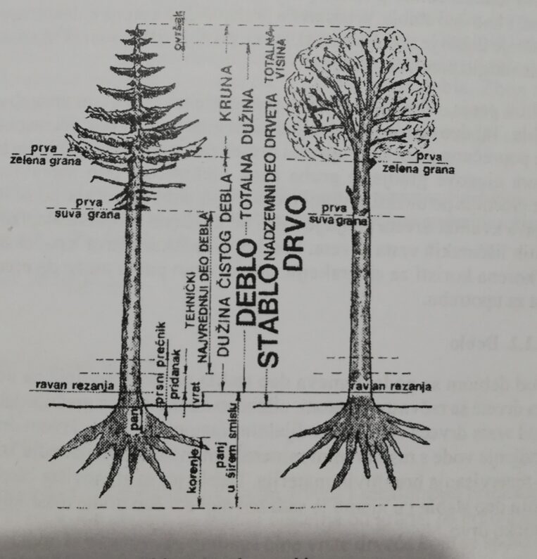 Dijelovi stabla